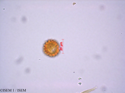 ISEM 1/Achyrocline_alata_29049/Achyrocline_alata_29049_0001(copy)_thumb.jpg